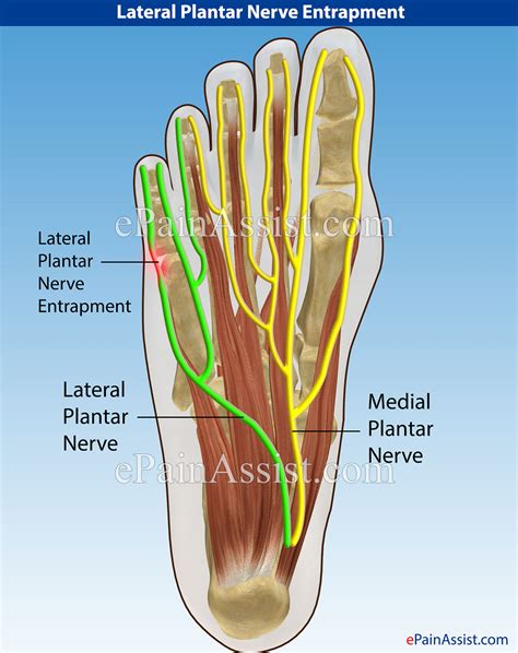 Medial Plantar Nerve Nerve Human Body Anatomy Body Anatomy Images And Photos Finder