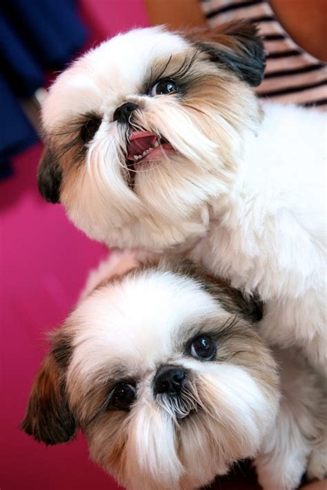 The one that looks most like a min pin is more dominant and is less trusting of strangers. 16 Pictures Only Shih Tzu Owners Will Think Are Funny