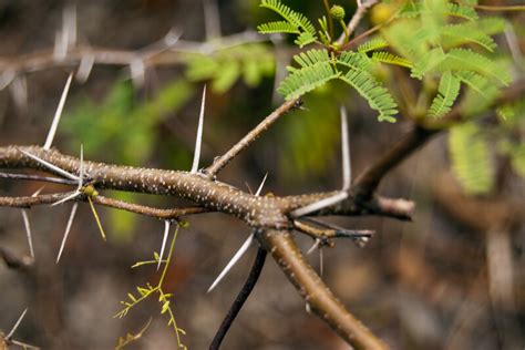 Pineland Acacia Thorns Clippix Etc Educational Photos For Students