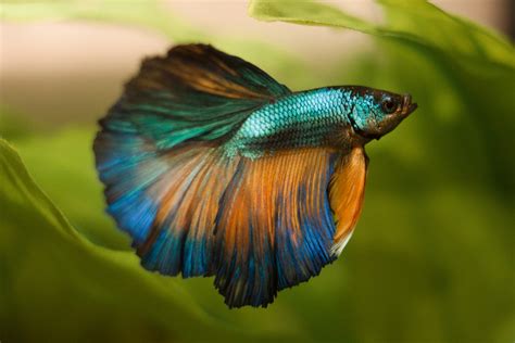 Fish Bettas Wallpapers High Quality Download Free