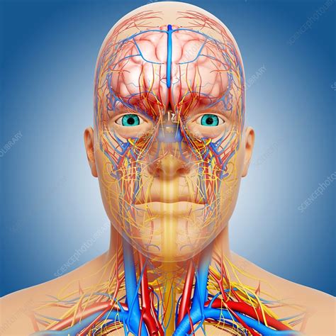 Head anatomy, artwork - Stock Image - F006/1946 - Science Photo Library