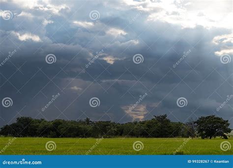 Light Shines Through Clouds Over Trees In Rice Fields Stock Image