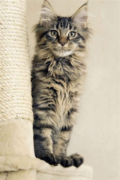 Maine Coon Cat Breed Information Pictures Characteristics And Facts