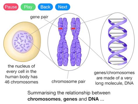 Chromosome is to cactus as gene is to _____. Genes, DNA and Chromosomes (Video) | Teaching Resources