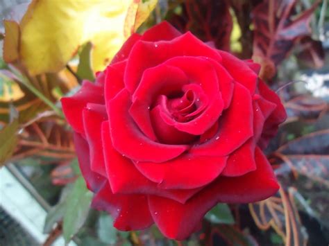 Artikel Bunga Mawar Merah Terbaru