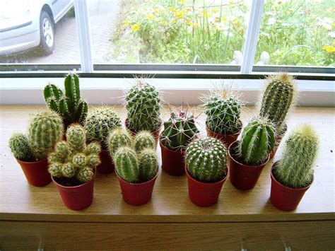 After all the cuttings are inserted, water the rooting medium again. 1 Mini Cactus Succulents Cacti in Pot Easy Care Evergreen ...
