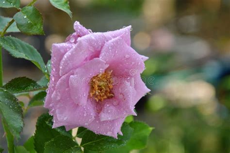 Purple Rose Blooming In Garden Stock Photo Image Of Rose Natural