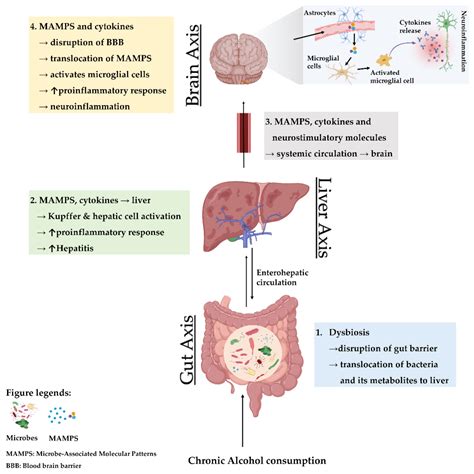 Jcm Free Full Text Gut Microbiota At The Intersection Of Alcohol