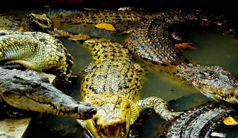 Maybe you would like to learn more about one of these? Penangkaran Buaya Asam Kumbang Di Medan - Pariwisata Sumut
