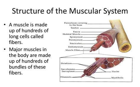 Skeletal Muscles System