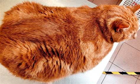 Britain's cats are getting so fat they have their own ...