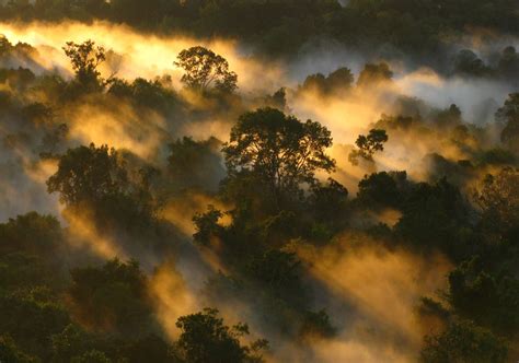 Tropical Forests Carbon Sink Is Already Rapidly Weakening