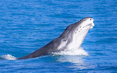 Humpback Whale Season On The Ningaloo Reef Aussie Marine Adventures