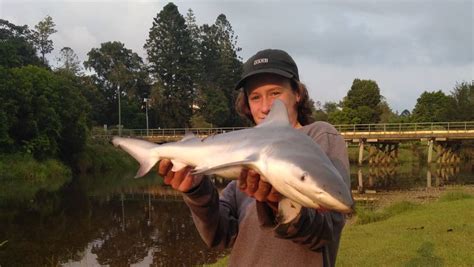 Very ez for luken the bull. Bull shark sightings daily around the Lavenders Bridge in ...