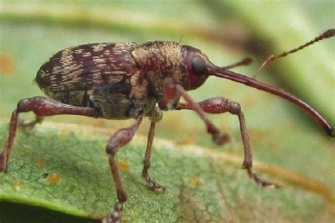 Ten Of The Worlds Rarest Species Of Beetles And Where To Find Them