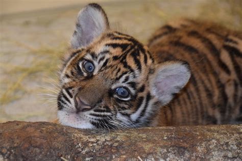 Updates On Sumatran Tiger Cubs And Conservation Efforts