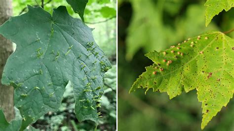 Japanese Maple Tree Diseases Pictures The Home Garden