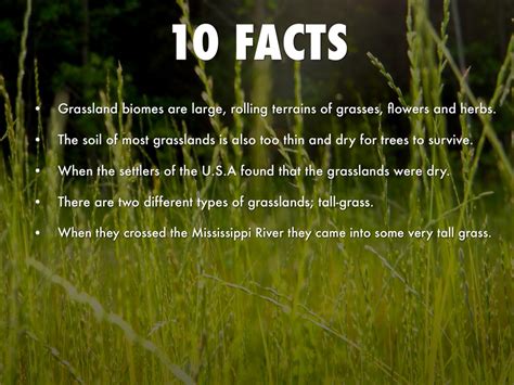 Prairie Biome Facts