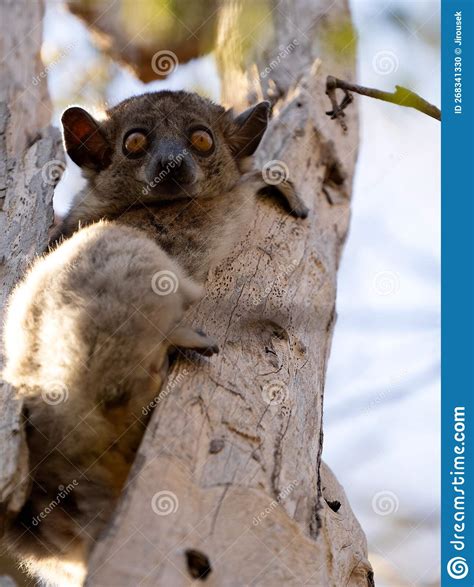 The Red Tailed Sportive Lemur Lepilemur Ruficaudatus Sits On A Trunk