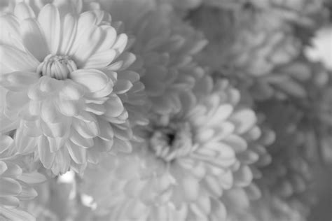 White Petals Photograph By Shweta Singh Fine Art America