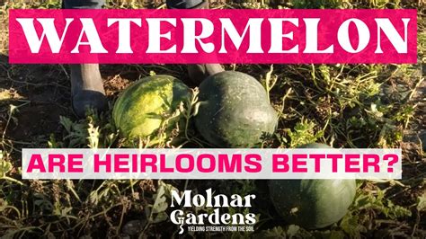 Heirloom Watermelon Vs Genetically Modified Hybrids Youtube