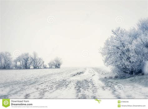 Beautiful Winter Country Landscape Snowy Trees And Field Outdoor Stock