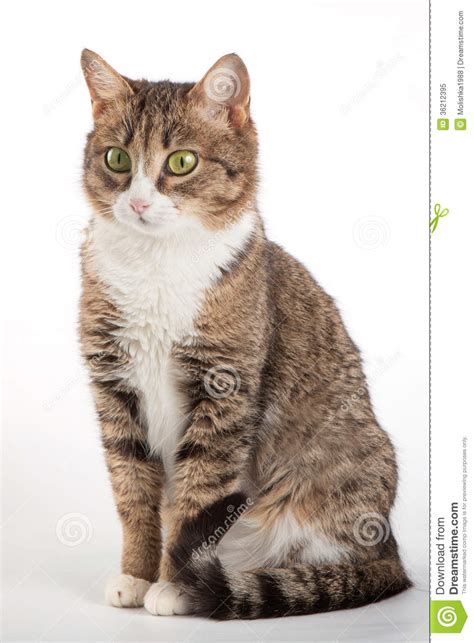 Tabby Cat With Green Eyes On Background Royalty Free Stock