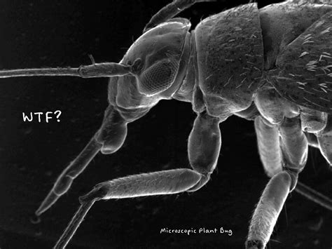 Microscopic Plant Bug Wtf