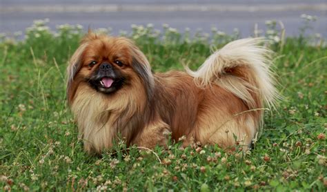 Pekingese Breed Facts And Information Petcoach