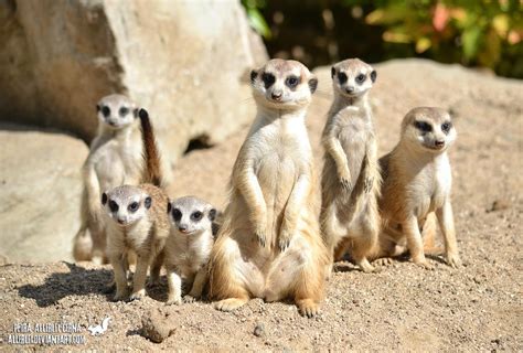 Meerkat Clan By Allerlei On Deviantart