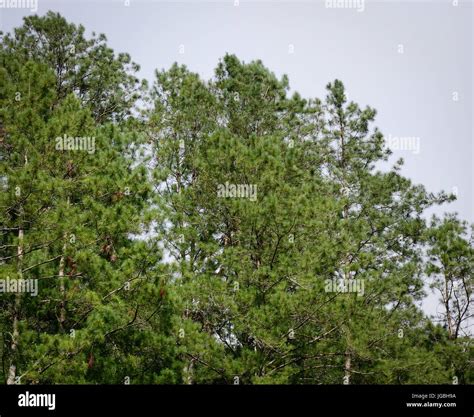 Pine Trees At The Forest In Banaue Ifugao Philippines Stock Photo Alamy