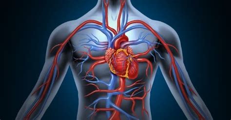 Estructura Y Funcionamiento Del Corazón Y Sistema Cardio Circulatorio