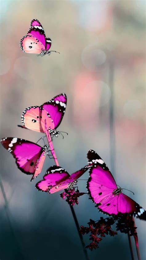 Leave Butterfly Wallpapers On Wallpaperdog