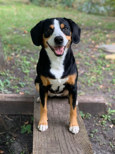 Entlebucher Mountain Dog Physical And Character Traits Showsight