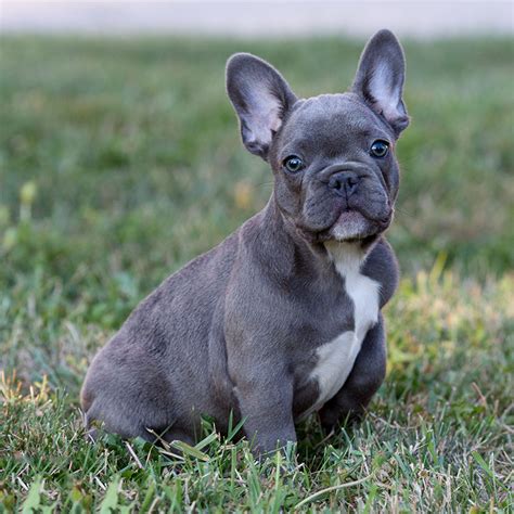 French Bulldog Breed Bulldog Breeds French Bulldogs Baby Bulldogs