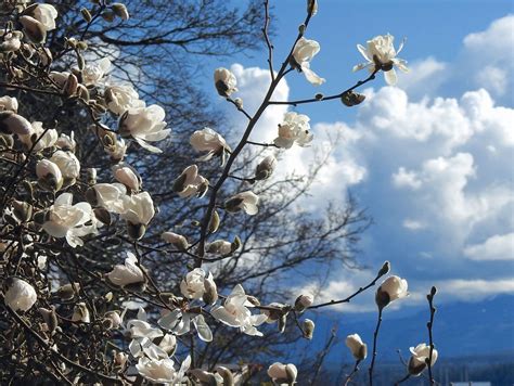White Magnolia Flowers Bloom Free Photo On Pixabay