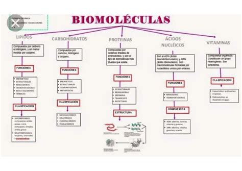 Mapa Conceptual Biomoleculas Esquemas Y Mapas Conceptuales De Química