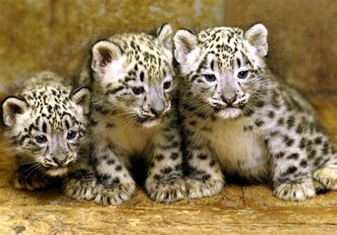 Send A Snow Leopard E Card Allbigcats