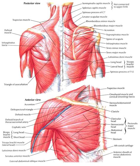 Shoulder Muscle Anatomy Shoulder Anatomy Muscle Anatomy