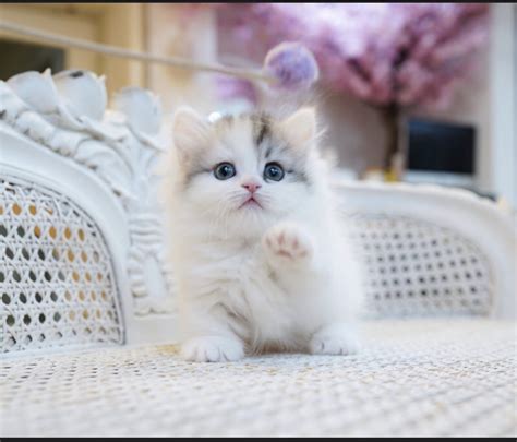They are 12 weeks old, fully wormed, microchipped and have had. Kali is silver white, blue Eyes Munchkin kitten | Kim ...
