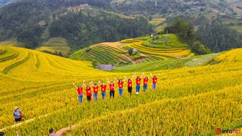 Breathtakingly Beautiful Mu Cang Chai Terraced Fields In Ripe Rice Season