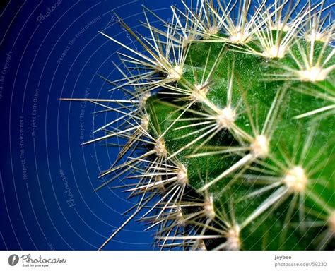 Sharply Stung Green Cactus A Royalty Free Stock Photo From Photocase
