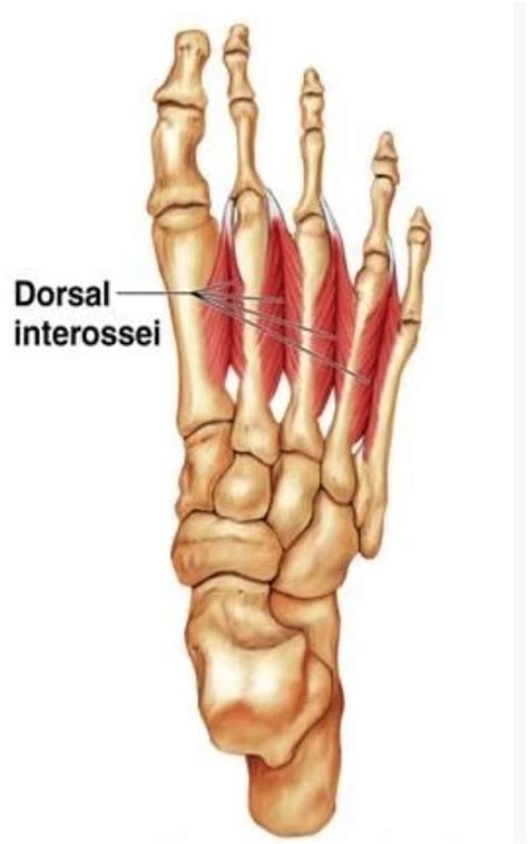 Dorsal Interossei Muscles Of The Foot Origin Insertion Function