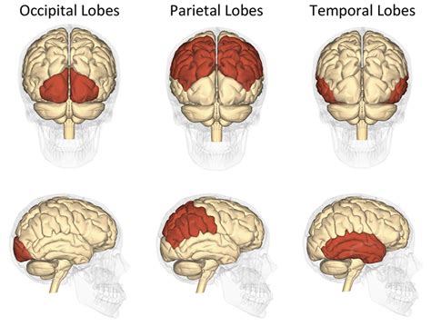 Left Parietal Occipital Lobe