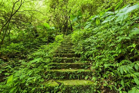Stone Stairs Path Through In The Green Forest Stock Photo Image Of