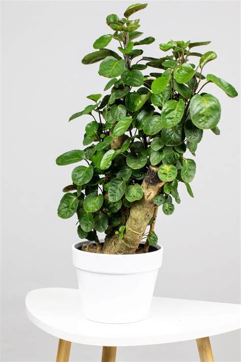 Any type of fertilizer offers nutrients that help plants with the transition to a new environment. Aralia Fabian Stump | Plants, Healthy plants, Plant care