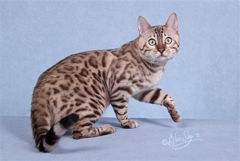 The bengal cat offers the possibility of imitating the fur of the traditional leopard, the snow leopard and even the black panther! Snow - Bengal Cat Coat Colors