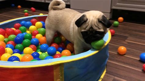 Cute Pug Playing In A Ball Pool Pool Balls Cute Pugs Pugs