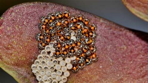 Carpet Beetle Eggs All You Need To Know
