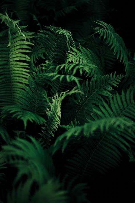 Green Ferns In Dark Area On Focus Photo Hd Wallpaper Wallpaper Flare